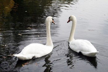 swan-1165870_960_720