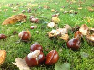 chestnuts-327699_960_720