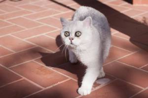 1466291_10151943897511492_1117997862_n